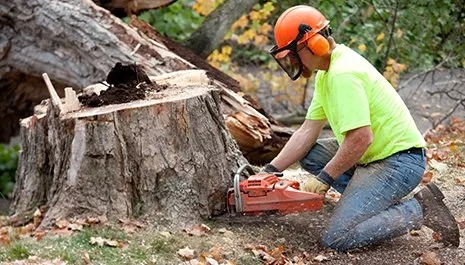 Tree Removal Eau Claire WI