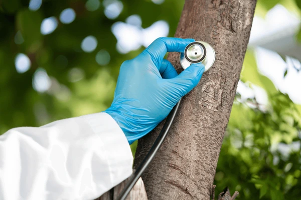 Tree doctor in Eau Claire