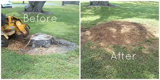stump grinding and removal eau claire