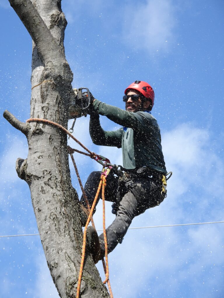 Best Tree Service in Eau Claire