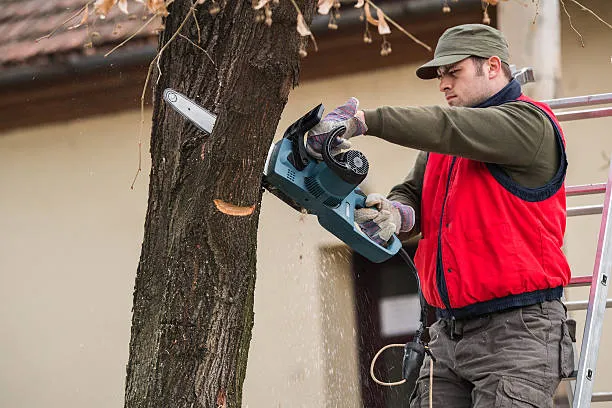 Best time for Tree service in eau claire