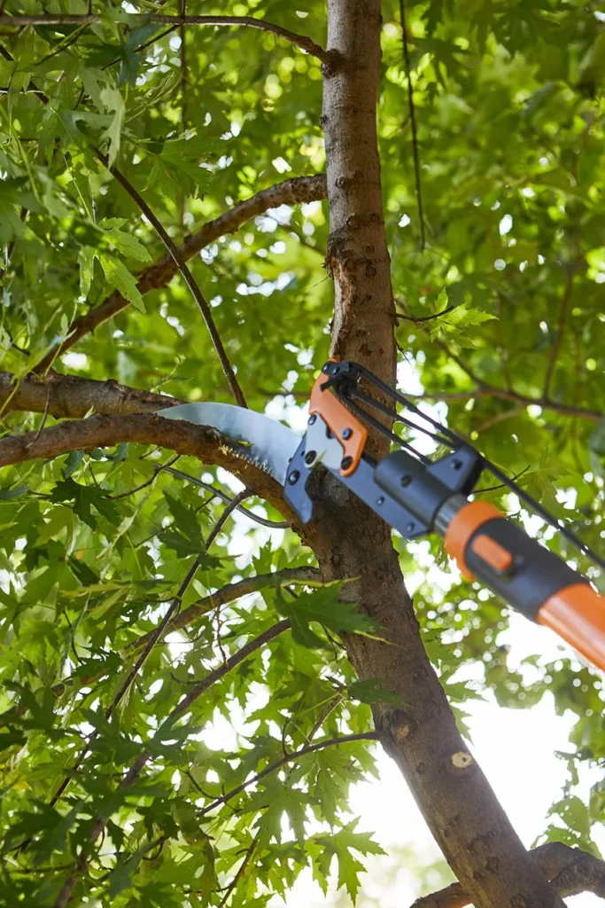 tree trimming and pruning service in eau claire