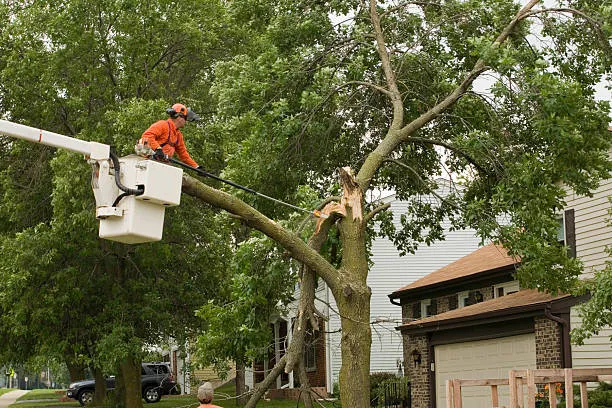 Best Tree Removal Service in Eau Claire
