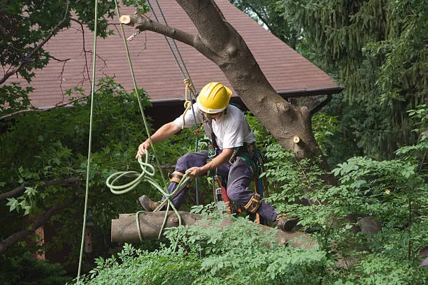 Best Tree Service in Eau Claire