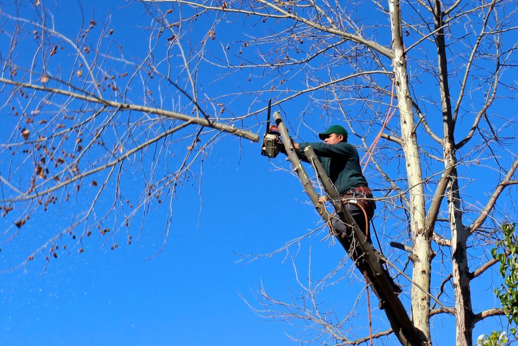 Tree removal cost in Eau Claire