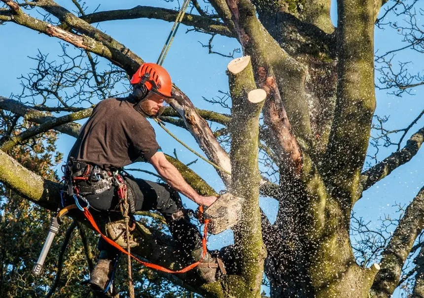 Tree removal eau claire