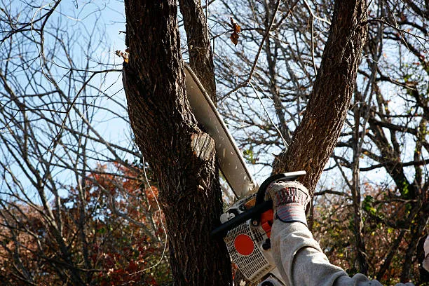 Tree service company in eau claire